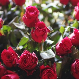 Bon Romantic Rosa de Bulgarie pour 2 dans le Spalas de l'hôtel Gran Palas Experience