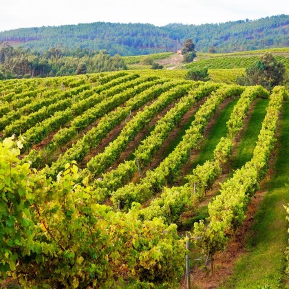 Bono Terras Gauda para Dos en Bodegas Terras Gauda en O Rosal