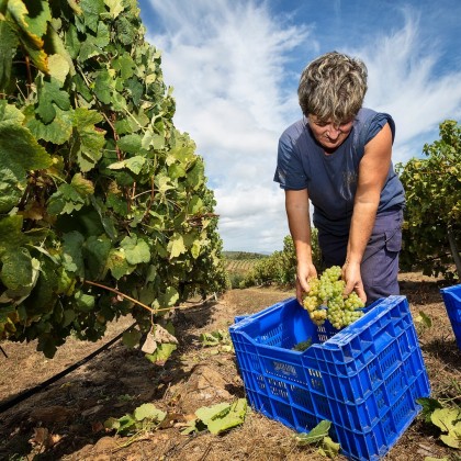 Bono Terras Gauda para Dos en Bodegas Terras Gauda en O Rosal