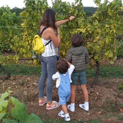 Regalo Plan Familiar en Bodegas Terras Gauda en O Rosal