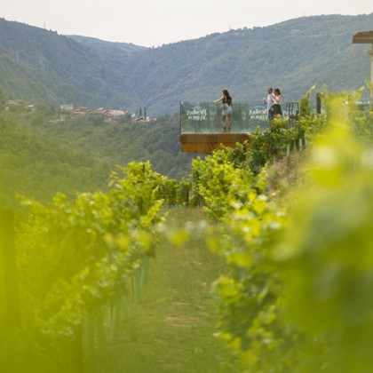 Visita de Presente e Degustação de 5 Vinhos Vinícolas Regina Viarum