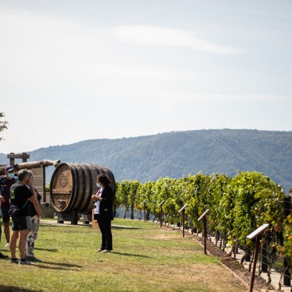 Vale Visita guiada de menores Bodegas Regina Viarum