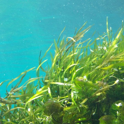 Presente de embrulho de algas marinhas em Palasiet de Benicassim