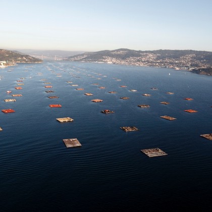 Vale Passeio de barco pela rota do mexilhão na ria de Vigo com os Piratas de Nabia