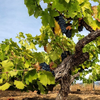 Bon Cadeau Le tourisme énotique Pittacum Unico à El Bierzo