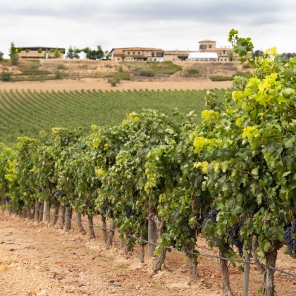 Bono Regalo Enoturismo Viña Arnaiz a la carta en Ribera del Duero