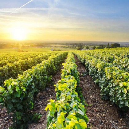 Escapade enoturistique dans hôtel de charme avec visite de cave à vin et dégustation