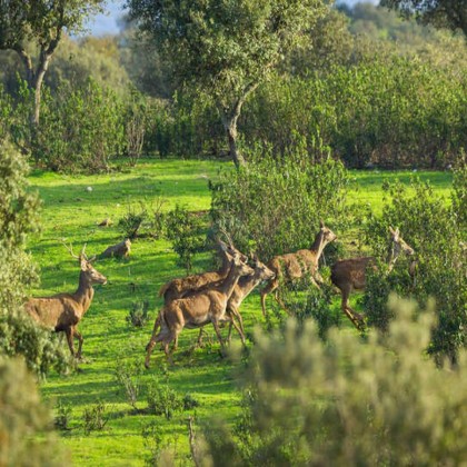 Escapada romántica en suite con bañera termal privada en la dehesa Extremeña