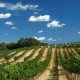 Descubre los aromas del Somontano con visita a una bodega de la región