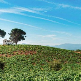Oenology and nature in Cacabelos (from 2 nights)