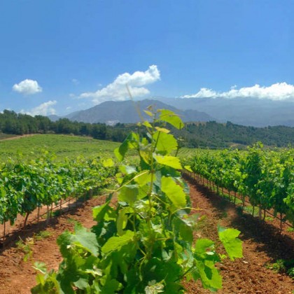 Hotel rodeado por vinhas a 25 minutos de Granada