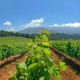 Hotel surrounded by vineyards 25 minutes from Granada
