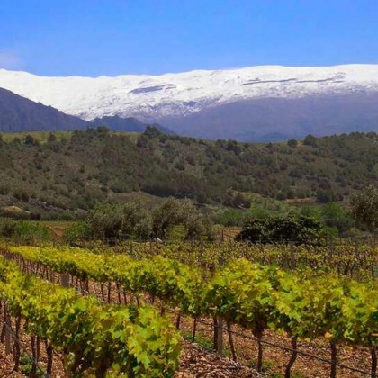 Hotel rodeado por vinhas a 25 minutos de Granada