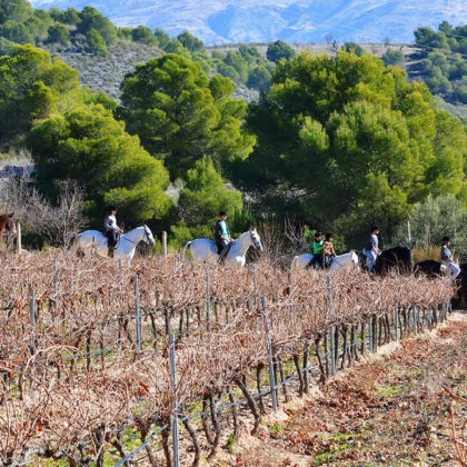 Hôtel entouré de vignobles à 25 minutes de Grenade