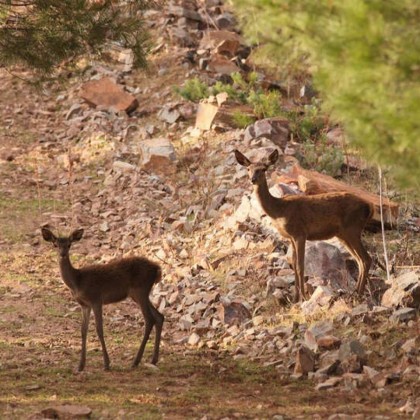 Gastronomic getaway with dinner, picnic basket and wine in Despeñaperros Natural Park