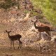 Gastronomic getaway with dinner, picnic basket and wine in Despeñaperros Natural Park