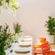 ¡Especial Sibarita & Love! Mariscada y romanticismo en Suances