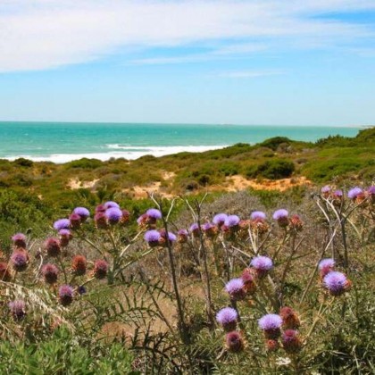 Vacances sur la plage de la Barrosa dans un appartement de luxe