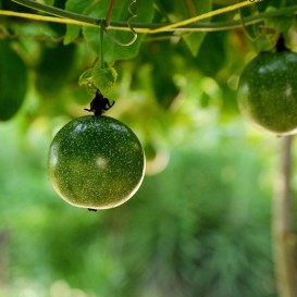 Wrap aux fruits de la passion à l'hôtel Comendador Spa