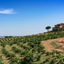 Escapada Enologica Piedra Bodega y Viñedos en Toro