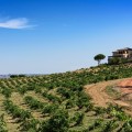 Escapada Enologica Piedra Bodega y Viñedos en Toro