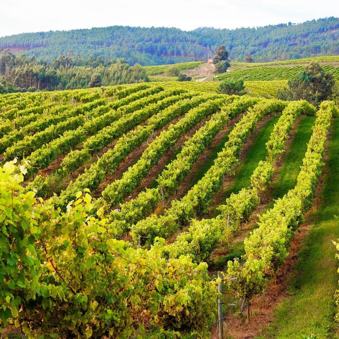 Bodegas Terras Gauda