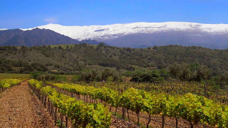 Hotel & Winery Señorío de Nevada