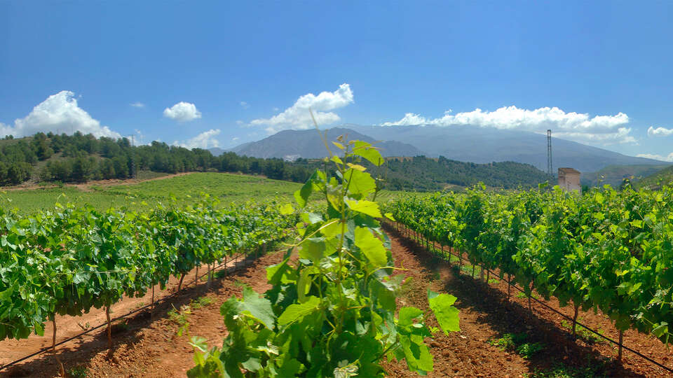 Hotel & Winery Señorío de Nevada